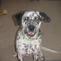 Photo #223426 de Bandit