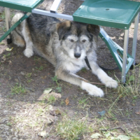 Photo #223430 de Nala 