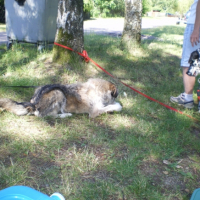 Photo #223432 de Nala 