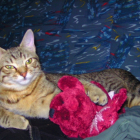 Photo #223438 de Elfy