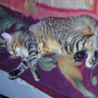 Photo #223440 de Elfy