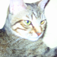 Photo #223441 de Elfy