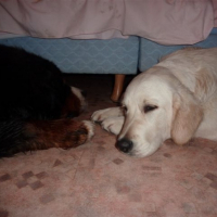 Photo #223458 de Elwood blues