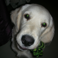Photo #223459 de Elwood blues