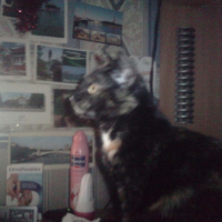 Photo #223504 de Rem