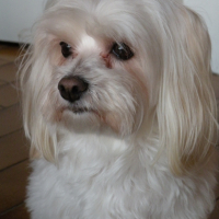 Photo #223544 de Tyxie
