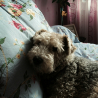 Photo #223657 de Felix