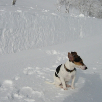 Photo #223679 de Engel
