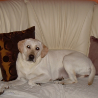 Photo #223719 de Voxane