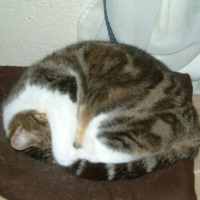 Photo #223803 de Melba