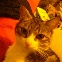 Photo #223804 de Melba