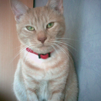 Photo #223819 de Gribouille