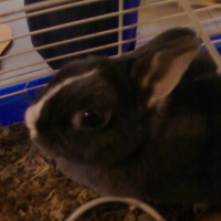 Photo #223881 de Choupinet