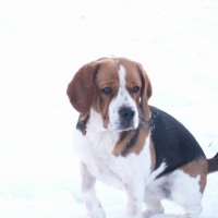 Photo #223901 de Cybelle