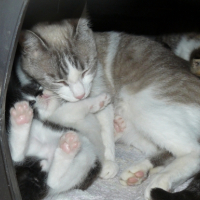 Photo #223909 de Sacha