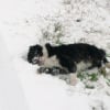 dans la neige
