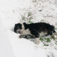 Photo #223927 de Voyou