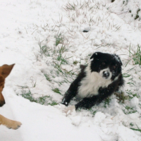 Photo #223928 de Voyou