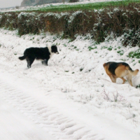 Photo #223929 de Voyou