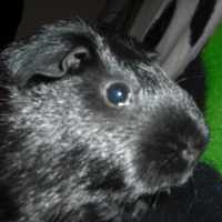 Photo #223932 de Atchoum