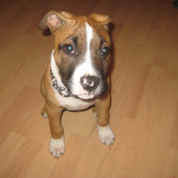 Photo #223935 de Tyson