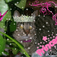Photo #223947 de Tigrette