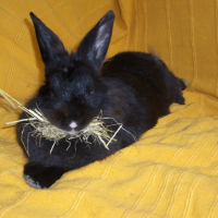 Photo #223957 de Boudinet