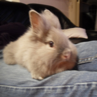 Photo #223968 de Sukie