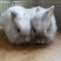 Photo #223974 de Athoume