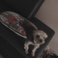Photo #223994 de Amine