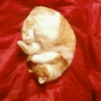 Photo #224085 de Maxou