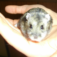 Photo #224087 de Carambar