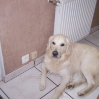 Photo #224099 de Altau