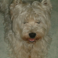 Photo #224126 de Pepsi