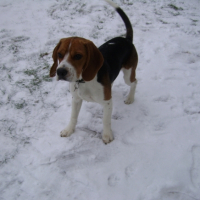 dobs dans la neige