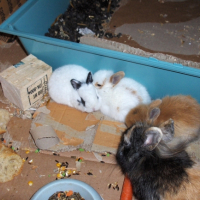 Photo #224129 de Putino