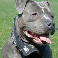 Photo #224151 de Apache