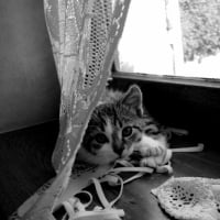 Photo #224172 de Easy