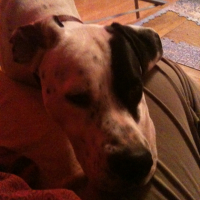 Photo #224187 de Doguer