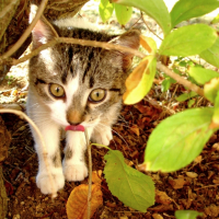 Photo #224203 de Nugets