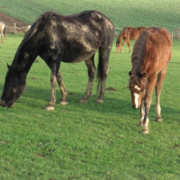 Photo #224214 de Vegan