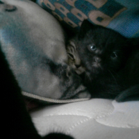 Photo #224225 de Nunuche