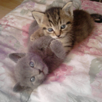 Photo #224227 de Mia