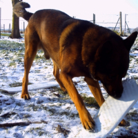 Photo #224230 de Murphy
