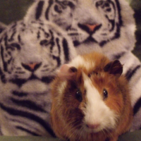 Photo #224241 de Guizmo