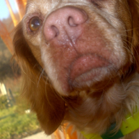 Photo #224277 de Nala