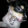 ma totoche