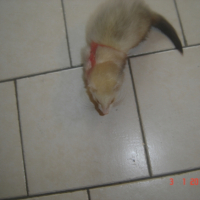 Photo #224335 de Chicco