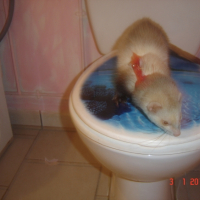 Photo #224336 de Chicco