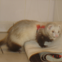 Photo #224337 de Chicco